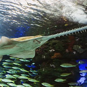 Green sawfish (Pristis zijsron)