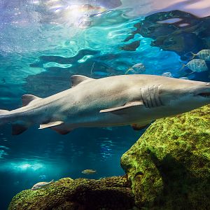 Sand tiger shark (Carcharias taurus)