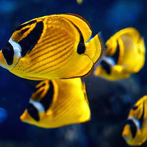 Raccoon butterflyfish (Chaetodon lunula)