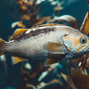 Yellowtail rockfish (Sebastes flavidus)