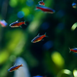 Cardinal Tetras (Paracheirodon axelrodi)