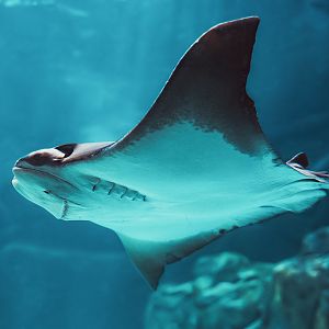 Cownose ray (Rhinoptera bonasus)