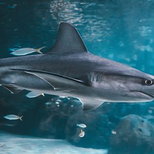 Sandbar shark (Carcharhinus plumbeus)