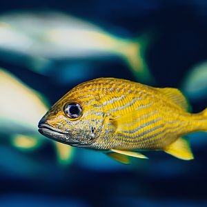 French grunt (Haemulon flavolineatum)