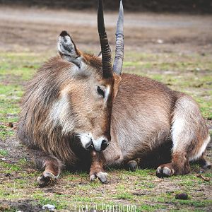 ellipse waterbuck