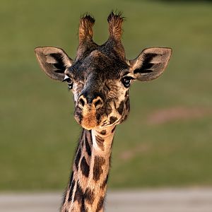 Masai Giraffe