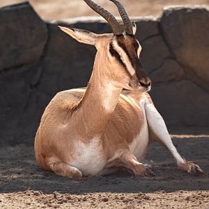 Soemmering’s Gazelle