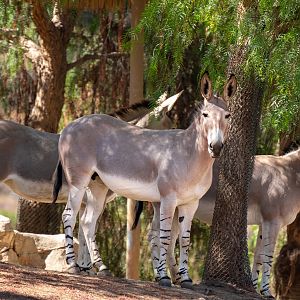 Somali Wild Ass