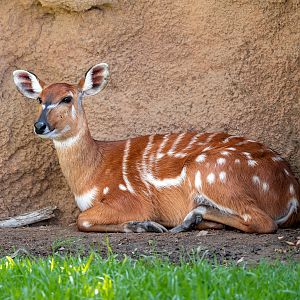 East African Sitatunga