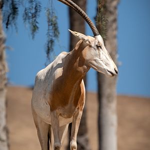 Scimitar Horned Oryx