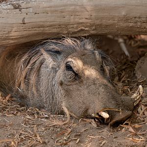Warthog