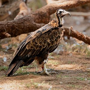 Hooded Vulture
