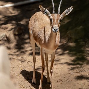 Slender Horned Gazelle