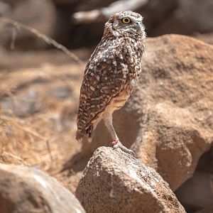 Western Burrowing Owl