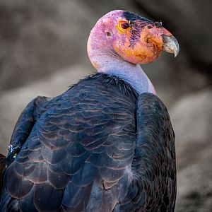 California Condor