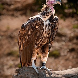 Lappet Faced Vulture