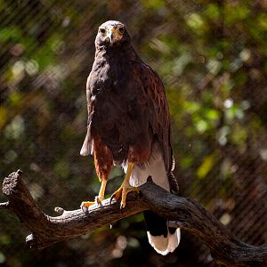 Harris’ Hawk