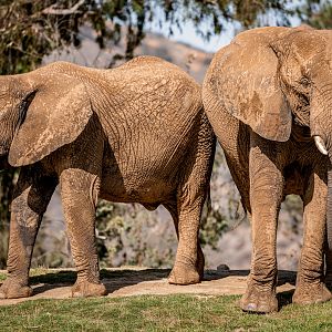 African Savanna Elephants