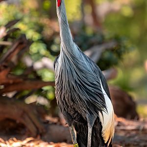 East African Grey Crowned Crane