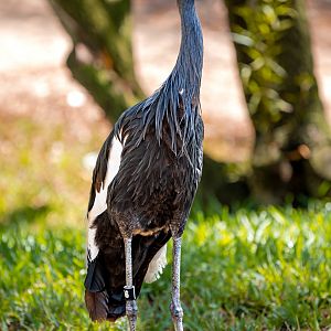 West African Black Crowned Crane