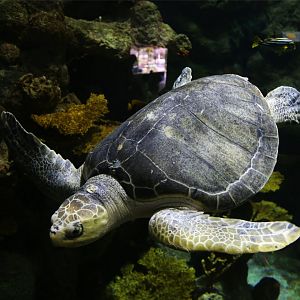 Green Sea Turtle