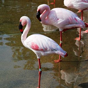 Lesser Flamingo, December 2015