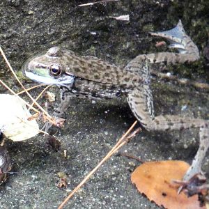 Aug. 2022 - North America: Prairie - Bullfrog in Black Bear Exhibit