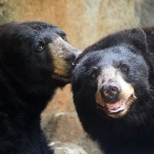 Aug. 2022 - North America: Prairie - Black Bears Luna and Nova