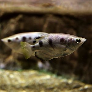 Banded Archerfish