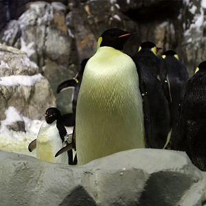 Emperor Penguin