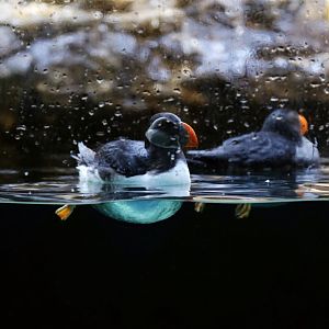 Atlantic Puffin (Fratercula arctica)