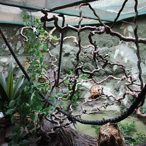 Red-tailed Green Rat Snake enclosure