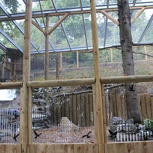 New Snowy Owl Aviary