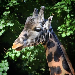 Kubwa the Giraffe