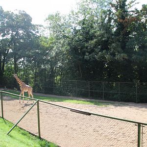 Giraffe Paddock