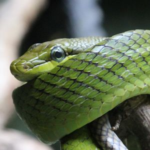 Red-tailed Green Rat Snake