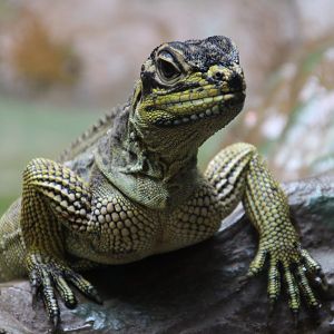 Philippine Sailfin Lizard