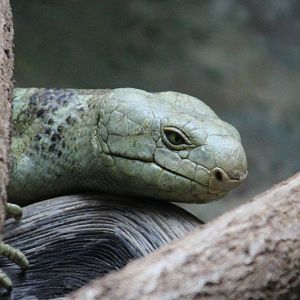 Prehensile-tailed Skink