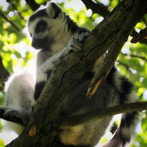 Ring-tailed Lemur