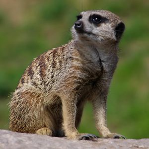Meerkat