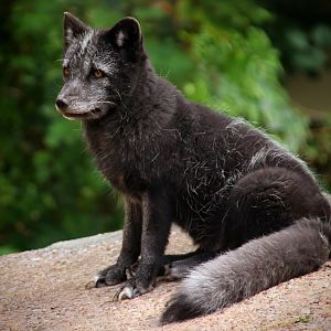 Arctic Fox