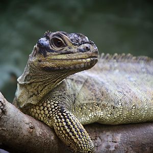 Philippine Sailfin Lizard