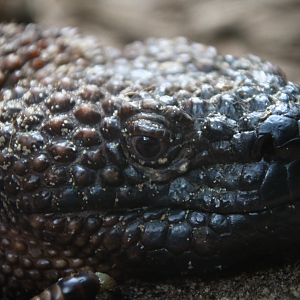 Beaded Lizard