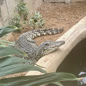 Philippine crocodile