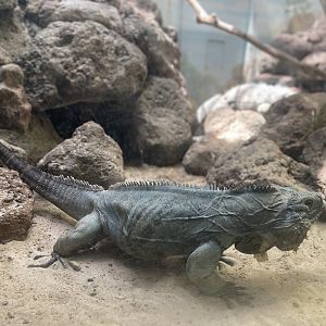 Grand Cayman Blue Iguana