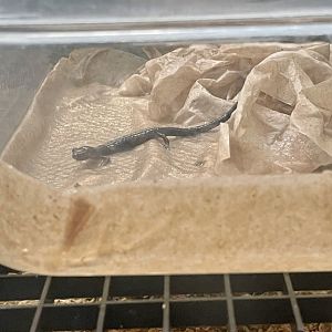 Shenandoah Salamander