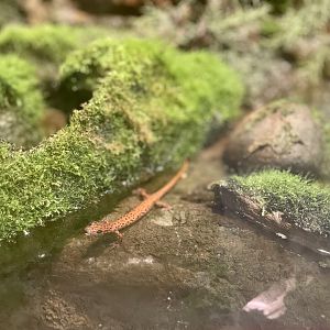 Long-tailed Salamander