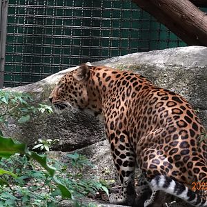 North Chinese Leopard (Panthera pardus japonensis)
