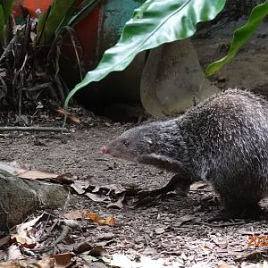 Crab-eating Mongoose (Herpestes urva formosanus)