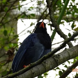 Taiwan Blue Magpie (Urocissa caerulea)